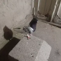 کبوتر  قره باش مایا