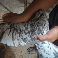 کبوتر نرو ماده طوقی خوشرنگ کرباتی کاشونی|پرنده|فولادشهر, فولادشهر|دیوار