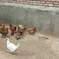 سلام تعداد ۱۱ عدد مرغ کرچ شو|حیوانات مزرعه|شاهین دژ, |دیوار