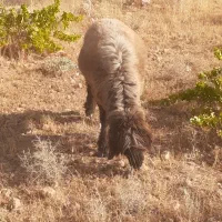 بره  زنده کشتار    در مکان شما|حیوانات مزرعه|شیراز, جوادیه|دیوار