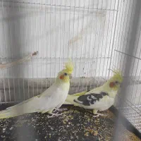 عروس هلندی لوتینو مولد جفت و جوجه|پرنده|مشهد, شهرک شهید باهنر|دیوار