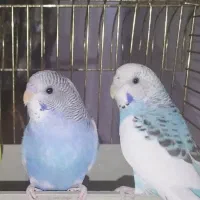 یک جفت مرغ عشق زیبا