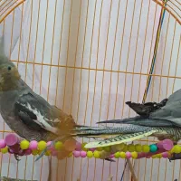 عروس هلندی خوشگل