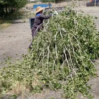 باغبان حرفه ای|خدمات باغبانی و درختکاری|کرج, فاز ۳ مهرشهر|دیوار