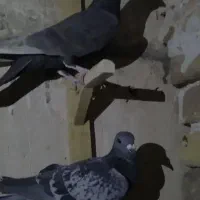 کفتر المانی|پرنده|تربتحیدریه, باغ سلطانی|دیوار