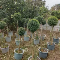 مورت چند کله وتک کله ، لیگستروم و یاس هلندی پیوندی|گل و گیاه طبیعی|محمودآباد, |دیوار