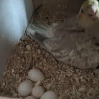 عروس هلندی رام با تخم و جوجه