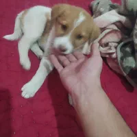 سگ کوچولو|سگ|قائن, |دیوار