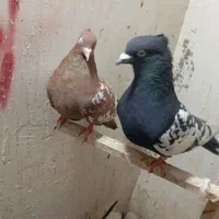 کبوتردورنگ|پرنده|اقبالیه, |دیوار