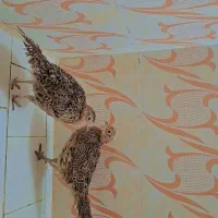 بوقلمون ماده|حیوانات مزرعه|مشهد, دانش|دیوار