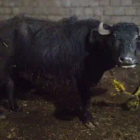 گاومیش درجه 1جنس اهوازی