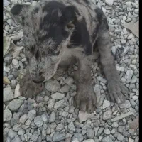 واگذاری سگ مادهٔ باهوش ۳ ماهه
