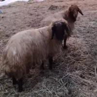 دو قوچ|حیوانات مزرعه|سیلوانه, |دیوار