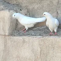 کفتر یا کبوتر پرشی