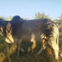 کاوه چاگ چله|حیوانات مزرعه|مهرستان, |دیوار