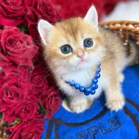 گربه بریتیش اسکاتیش اصیل