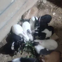 خرگوش زیاد دارم