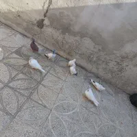 کبوتر|پرنده|ازنا, |دیوار