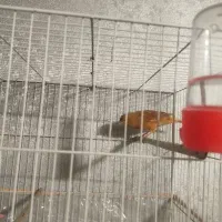 قناری ابلغ نر بخون|پرنده|مشهد, کشف|دیوار