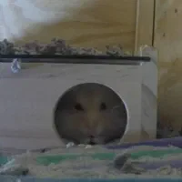 یدونه همستر کوچولو|موش و خرگوش|محمدشهر, ولدآباد|دیوار