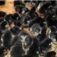 فروش ویژه جوجه ۱تا۵روزه نژادمرندی|حیوانات مزرعه|مشهد, هفده شهریور|دیوار