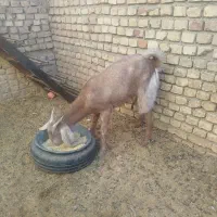 کولار فروشی