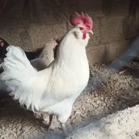 خروس سفید ریشی پا سیاه 850 ت|حیوانات مزرعه|خورموج, |دیوار