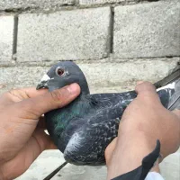 جفت المانی کار داده|پرنده|مشهد, انقلاب|دیوار