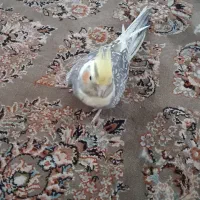 عروس هلندی
