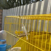 قناری نر کشیده