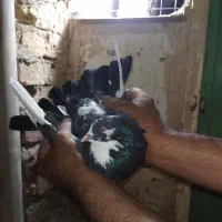 یک جفت ابلغ شازده|پرنده|قم, زاویه|دیوار