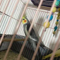 جفت عروس با لوازم کامل