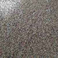 بذریونجه سیاه