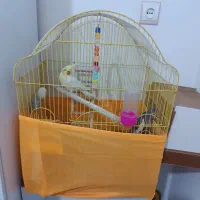 عروس هلندی|پرنده|سلماس, |دیوار