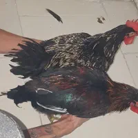 خروس رسمی سیاه