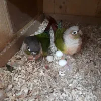 گرنچیک نرماده