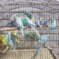 بهترین رنگ مرغ عشق