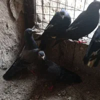 کبوتر|پرنده|خورموج, |دیوار