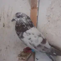 کفتر صید رنگه وتهرانی|پرنده|مشهد, شهید آوینی|دیوار