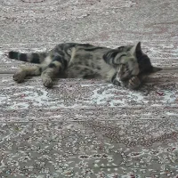 گربه|گربه|نجفآباد, ویلاشهر|دیوار