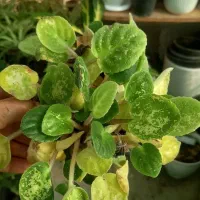 فروش انواع گلهای آپارتمانی