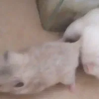 همستر ابلق دورنگ
