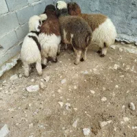 فروش بره شیری