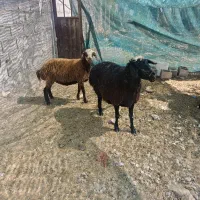 میش و بره