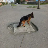 سگ ژرمن|سگ|بندر انزلی, نیمه شعبان|دیوار