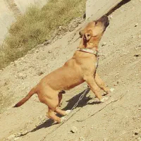 سگ پاکوتاه|سگ|احمدآبادمستوفی, |دیوار