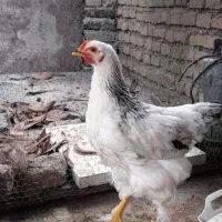 جوجه خروس برهما یا امپراطور