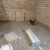 فروش یک عدد خروس مینیاتوری