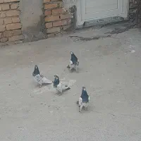 کبوتر|پرنده|گیان, |دیوار