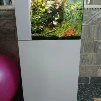 آکواریوم با گیاه زنده|ماهی|قم, نخودی|دیوار